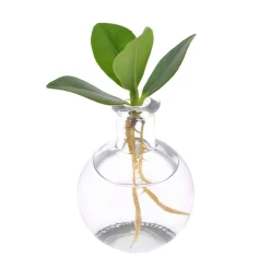 Clusia Samoa et son vase - Illumine vos espaces verts élégamment