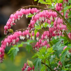 Coeur de Marie - Des cœurs roses au jardin