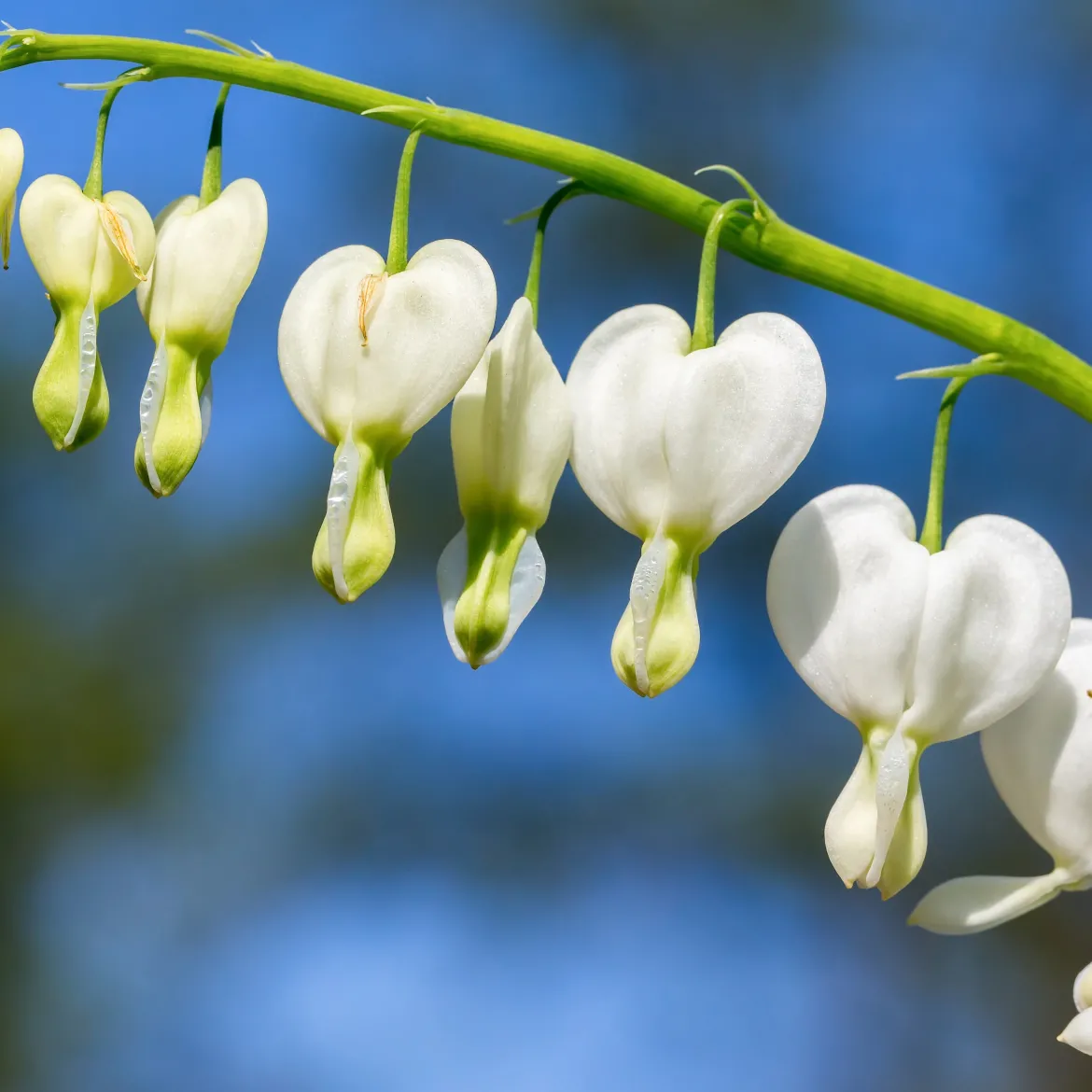 4 Coeur de Marie en mélange - Des cœurs suspendus au jardin