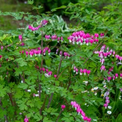 4 Coeur de Marie en mélange - Des cœurs suspendus au jardin