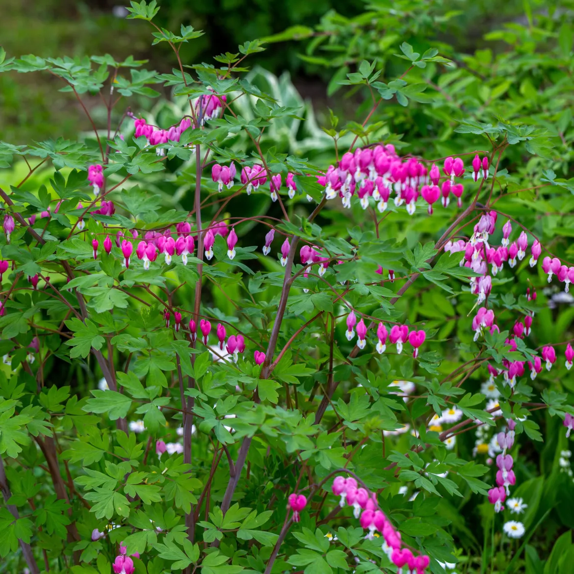 4 Coeur de Marie en mélange - Des cœurs suspendus au jardin