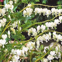 4 Coeur de Marie en mélange - Des cœurs suspendus au jardin