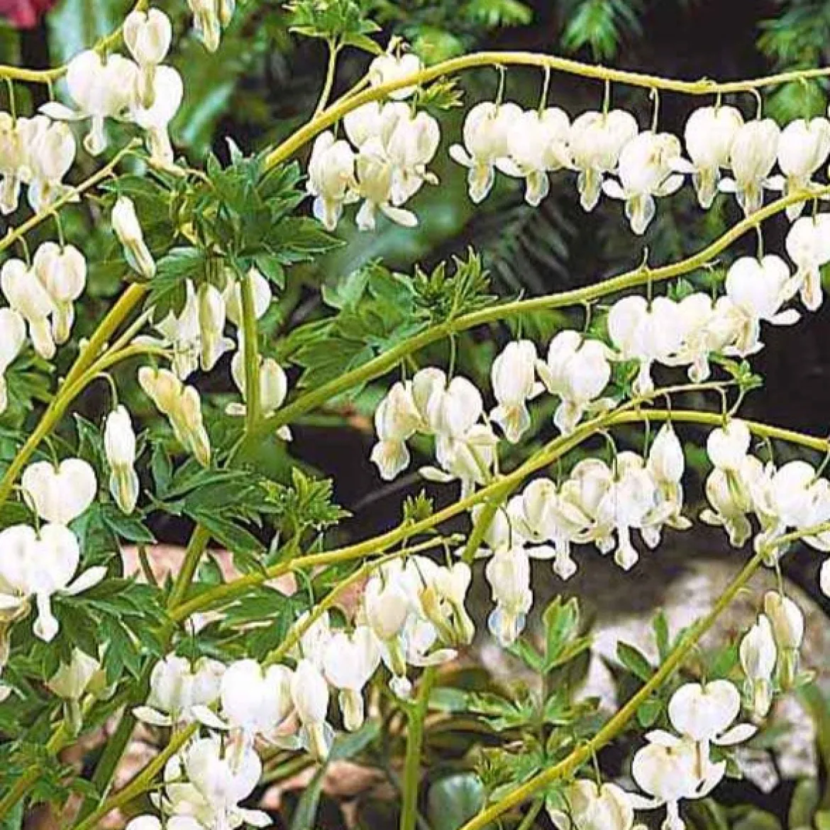 4 Coeur de Marie en mélange - Des cœurs suspendus au jardin