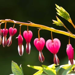 4 Coeur de Marie en mélange - Des cœurs suspendus au jardin