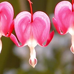 4 Coeur de Marie en mélange - Des cœurs suspendus au jardin
