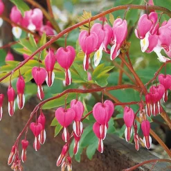 4 Coeur de Marie en mélange - Des cœurs suspendus au jardin
