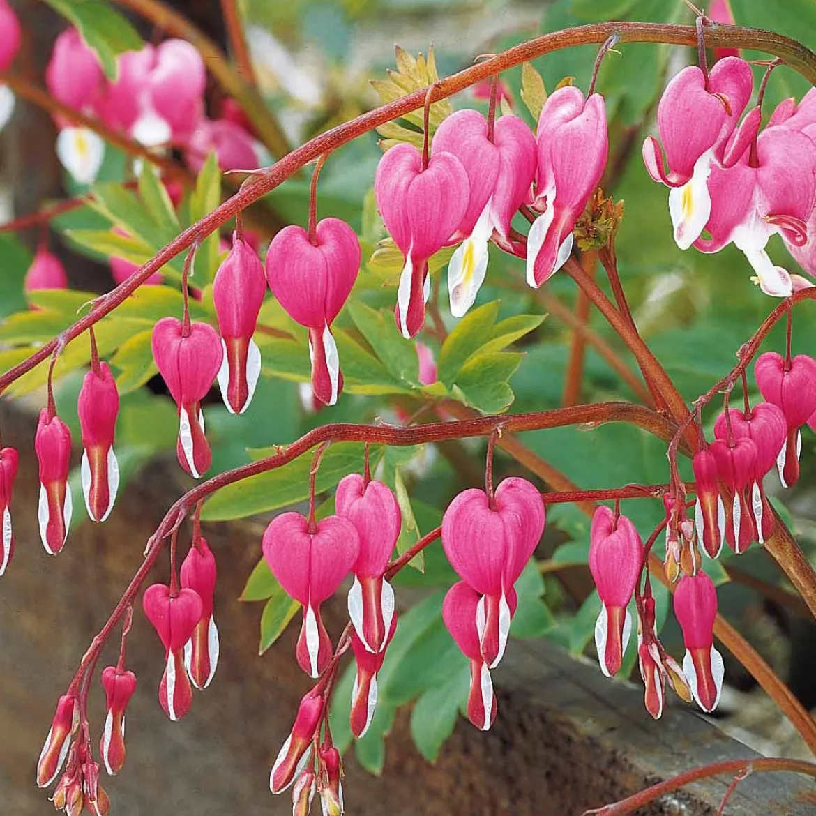 4 Coeur de Marie en mélange - Des cœurs suspendus au jardin
