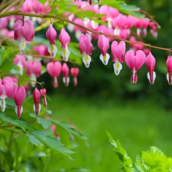 4 Coeur de Marie en mélange - Des cœurs suspendus au jardin