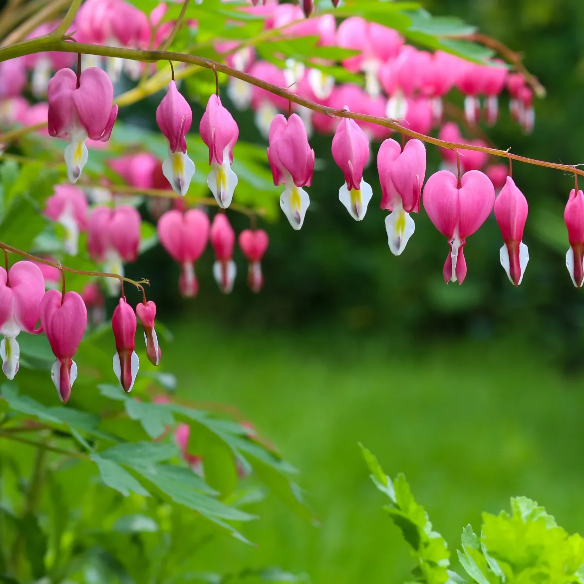 4 Coeur de Marie en mélange - Des cœurs suspendus au jardin