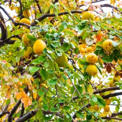Cognassier de Chine - Fleurs, fruits et écorce déco