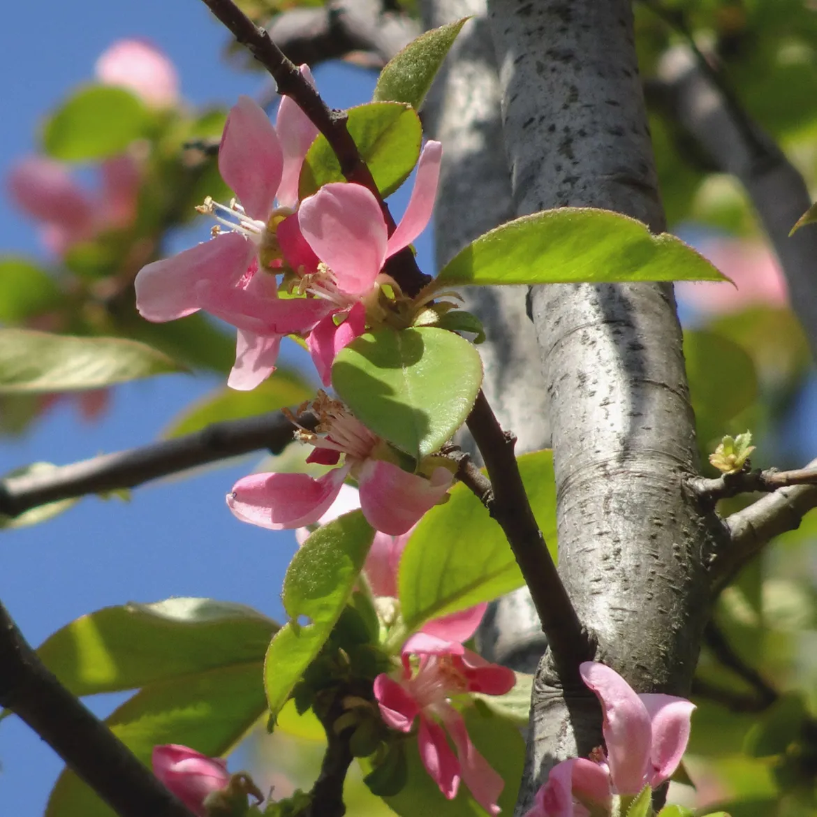 Cognassier de Chine - Fleurs, fruits et écorce déco
