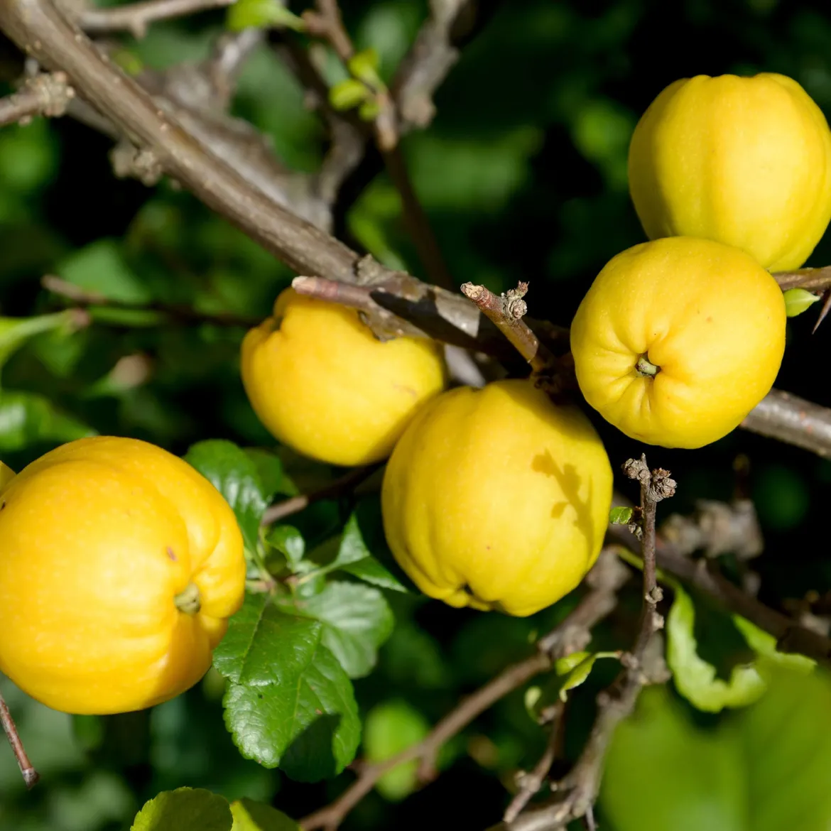Cognassier du Japon Cido - Un citron rustique au jardin