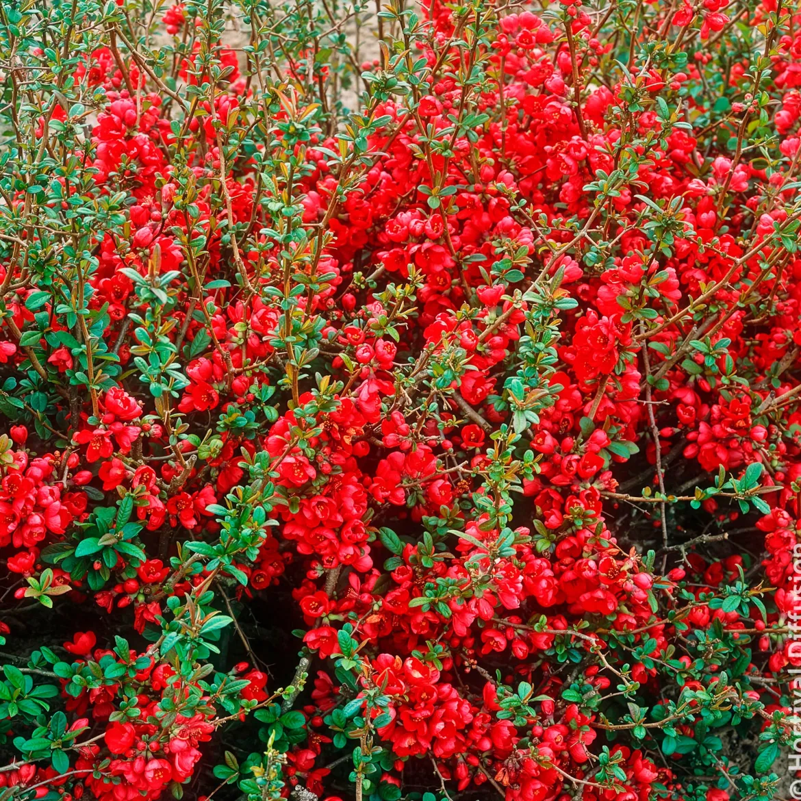 Cognassier du Japon Rubra - Fleurs rouges dès mars