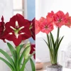 Collection d'Amaryllis géantes - Majestueuses Amaryllis en Fleur