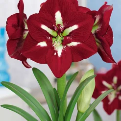 Collection d'Amaryllis géantes - Majestueuses Amaryllis en Fleur