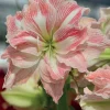 Collection d'Amaryllis rose et blanche - Fleurs spectaculaires pour l’hiver