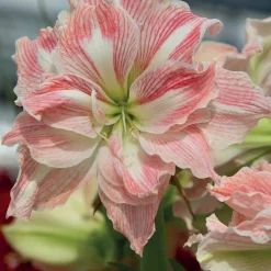 Collection d'Amaryllis rose et blanche - Fleurs spectaculaires pour l’hiver