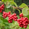 Collection d'arbustes à fruits vitaminés - Parfaits pour santé et plaisir