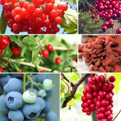 Collection d'arbustes à fruits vitaminés - Parfaits pour santé et plaisir