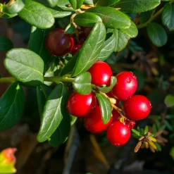 Collection d'arbustes à fruits vitaminés - Parfaits pour santé et plaisir