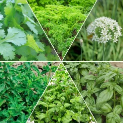 Collection d'aromatiques #2 - Aromatiques en Scène