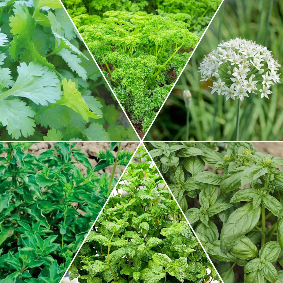 Collection d'aromatiques #2 - Aromatiques en Scène