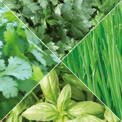 Collection d'aromatiques Bio - Parfait pour une cuisine naturelle