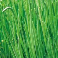 Collection d'aromatiques Bio - Parfait pour une cuisine naturelle
