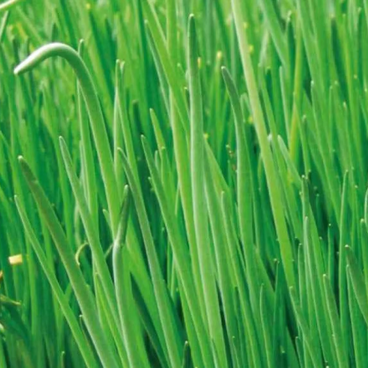 Collection d'aromatiques Bio - Parfait pour une cuisine naturelle