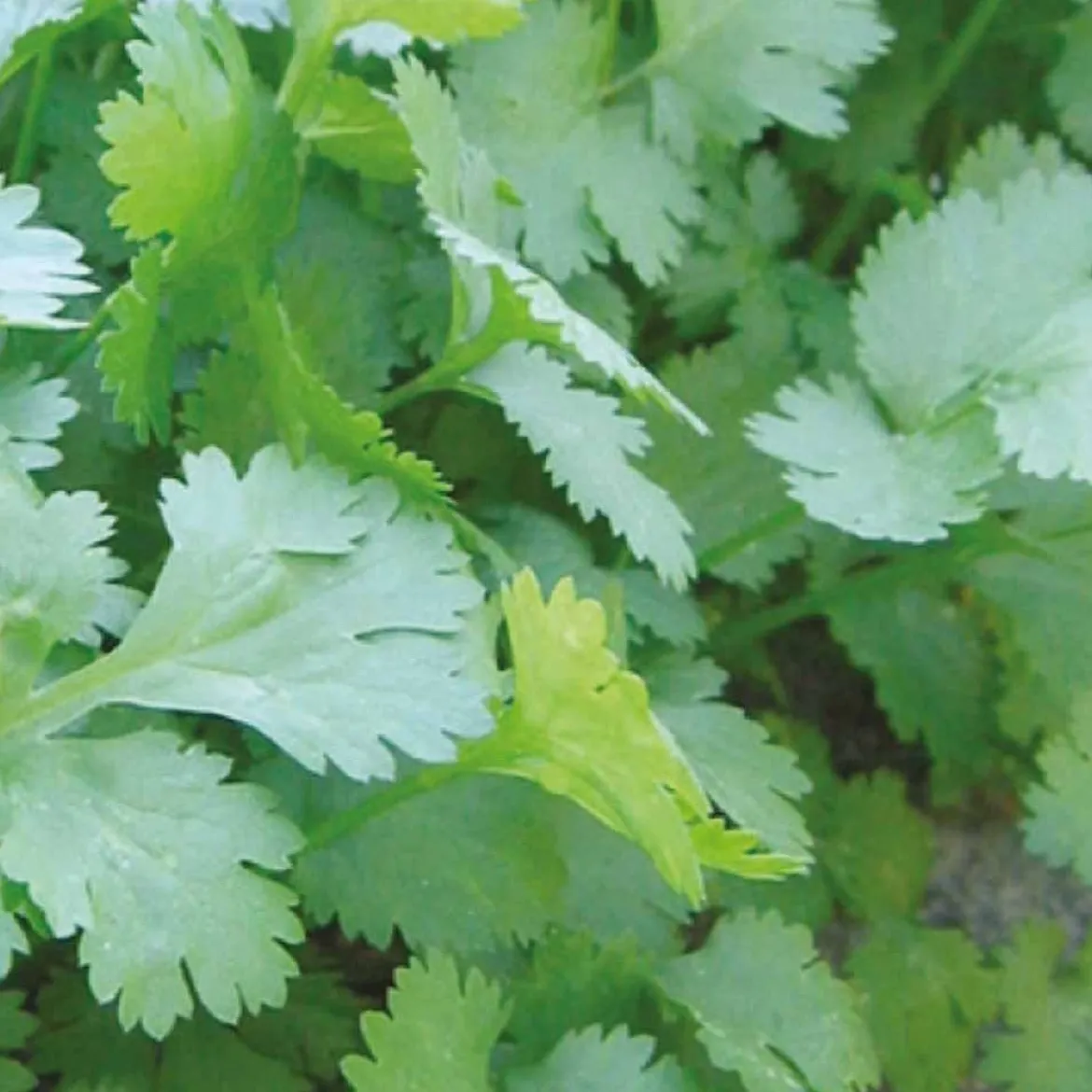Collection d'aromatiques Bio - Parfait pour une cuisine naturelle