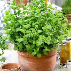 Collection d'aromatiques #1 - Saveurs et parfums réunis