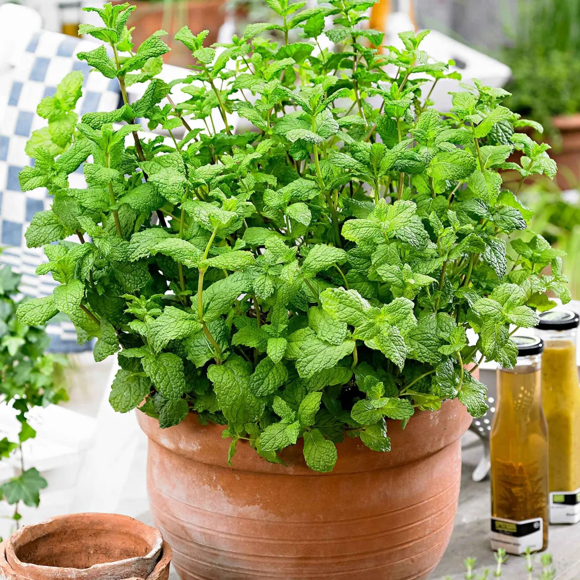 Collection d'aromatiques #1 - Saveurs et parfums réunis