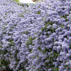 Collection de 3 arbustes : cyprès, céanothe, albizia - Structure vos espaces verts