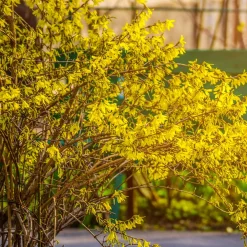 Collection de 2 arbustes : Forsythia et Arbre de Judée - Association idéale pour jardins
