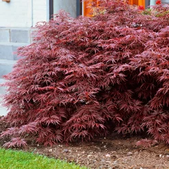 Collection de 3 arbustes pour jardin japonais - Ambiance asiatique