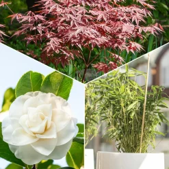 Collection de 3 arbustes pour terrasse et jardin japonais - Ambiance japonisante