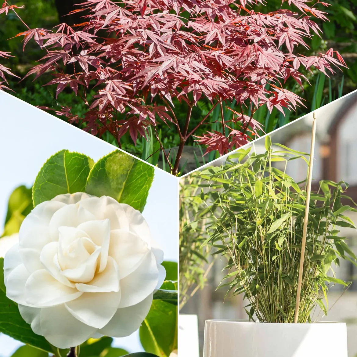 Collection de 3 arbustes pour terrasse et jardin japonais - Ambiance japonisante