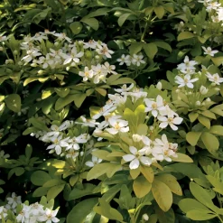 Collection de 2 arbustes : érable pourpre et oranger du Mexique doré - Apporte de la couleur au jardin