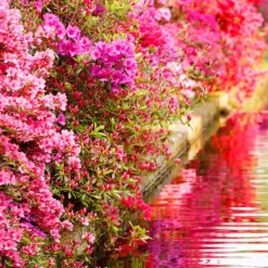 Collection de 3 Azalées du Japon : rouge, rose, violette - De la couleur dans vos massifs