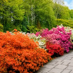 Collection de 3 Azalées du Japon : rouge, rose, violette - De la couleur dans vos massifs