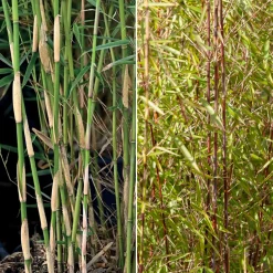 Collection de 2 bambous non-traçants - Bambous compacts, non traçants