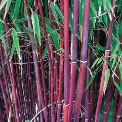 Collection de 3 Bambous : vert, jaune, rouge - Bambous décoratifs, brise-vent
