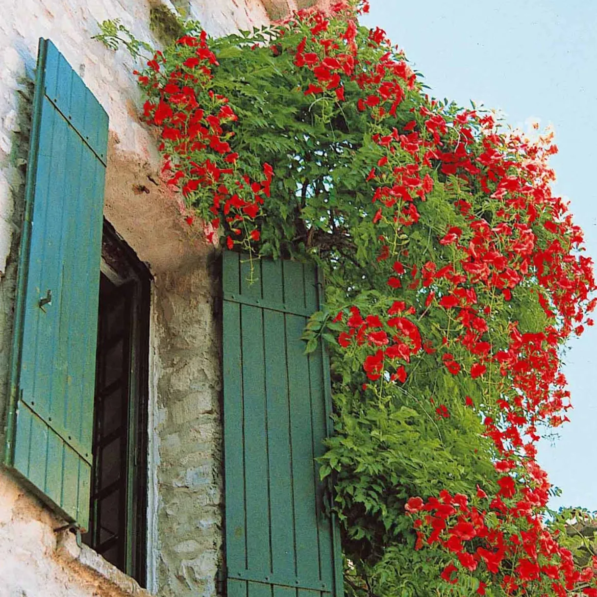 Collection de Bignone et Chèvrefeuille - Duo de grimpantes fleurit