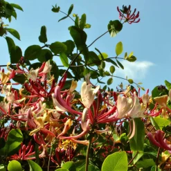Collection de Bignone et Chèvrefeuille - Duo de grimpantes fleurit