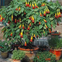 Collection de 3 Brugmansias : rouge et or, jaune, rose - Idéal pour créer un coin tropical