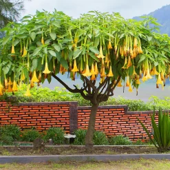 Collection de 3 Brugmansias : rouge et or, jaune, rose - Idéal pour créer un coin tropical