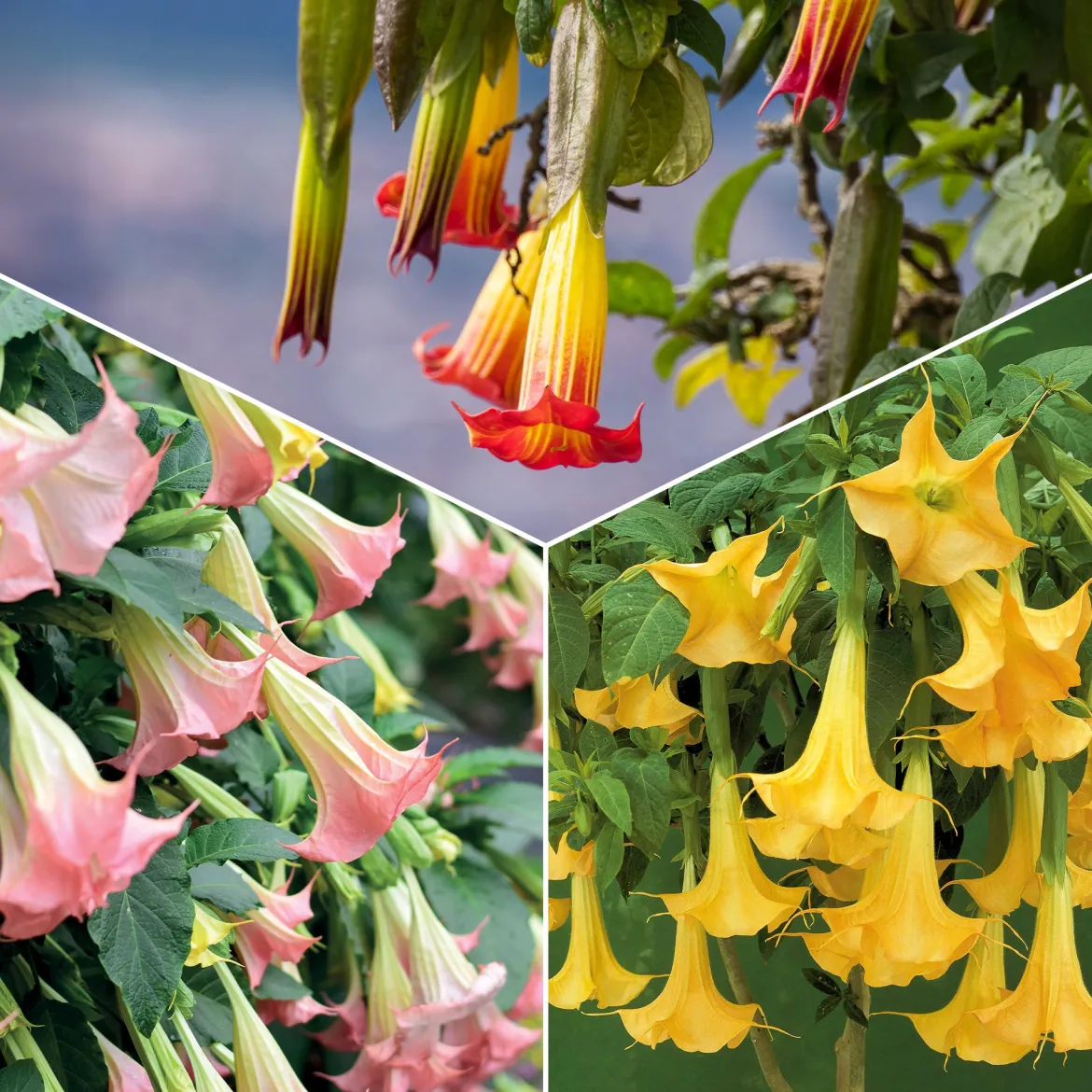 Collection de 3 Brugmansias : rouge et or, jaune, rose - Idéal pour créer un coin tropical