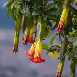 Collection de 3 Brugmansias : rouge et or, jaune, rose - Idéal pour créer un coin tropical
