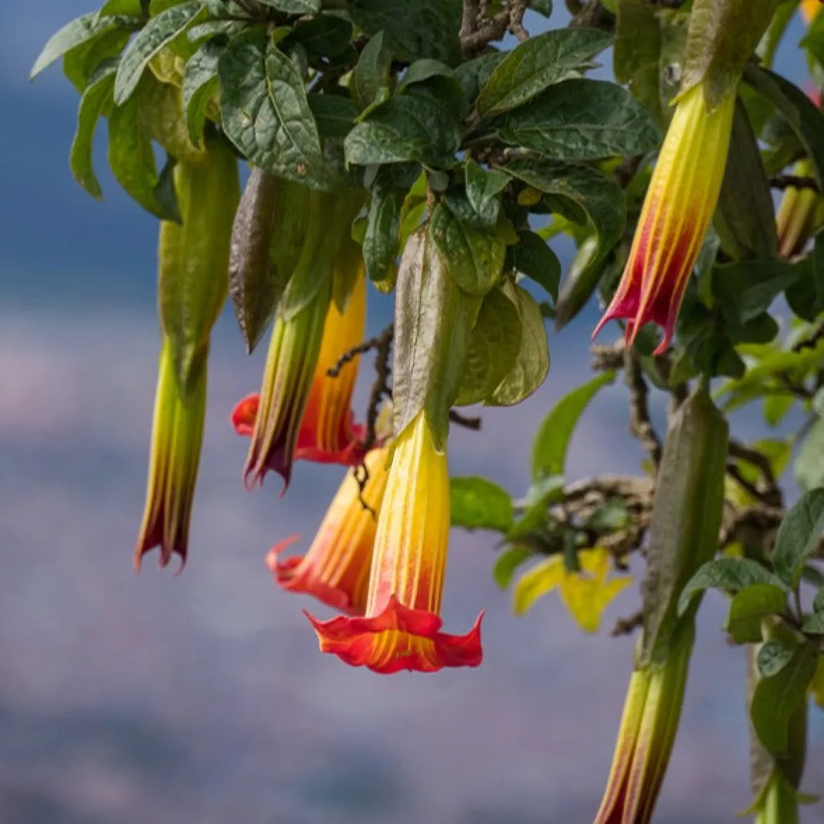 Collection de 3 Brugmansias : rouge et or, jaune, rose - Idéal pour créer un coin tropical