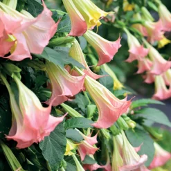 Collection de 3 Brugmansias : rouge et or, jaune, rose - Idéal pour créer un coin tropical
